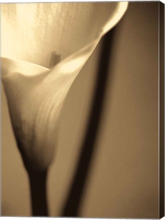 Framed Divinity I Print
