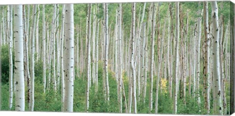 Framed Early Autumn Aspens Print