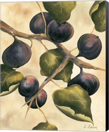 Framed Italian Harvest - Figs Print