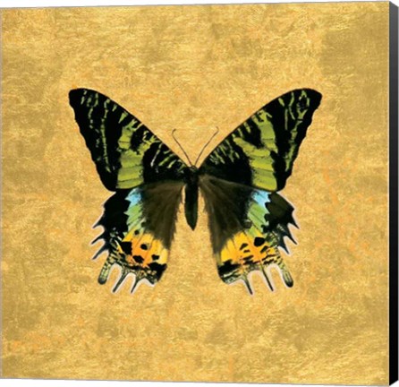 Framed Butterfly on Gold Print