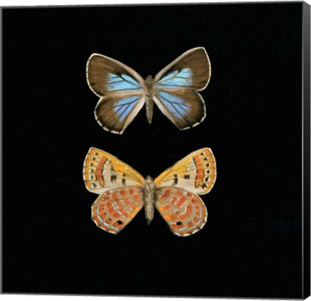 Framed Pair of Butterflies on Black Print