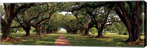 Framed Enchanted Oaks Print