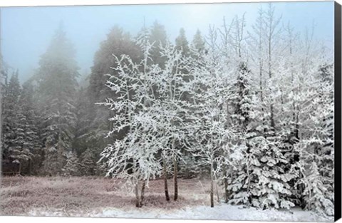 Framed Frosty Morning Print