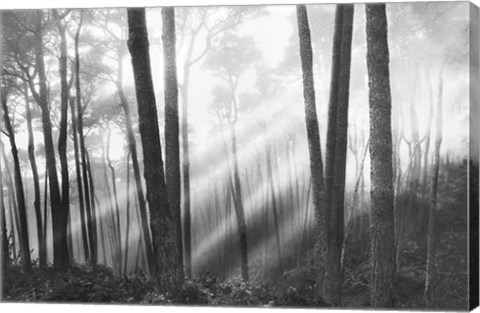 Framed Mystical Forest &amp; Sunbeams Print