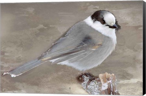 Framed Grey Jay II Print