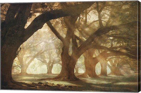 Framed Oak Alley Morning Light Print