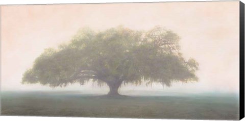 Framed Oak in the Fog Print