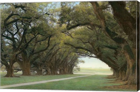 Framed Alley Of The Oaks Print