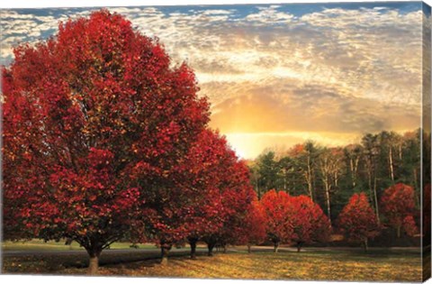 Framed Crimson Trees Print