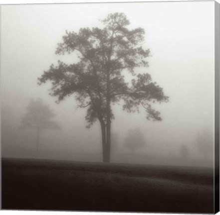 Framed Fog Tree Study I Print