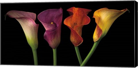 Framed Jewel Calla Lilies Print