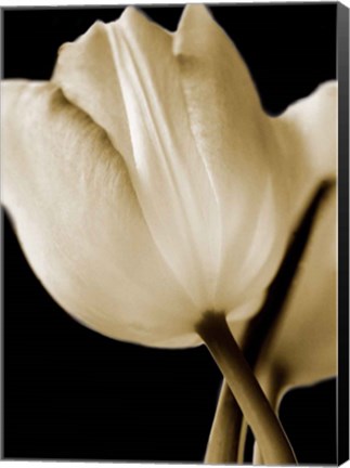 Framed Radiance I Print
