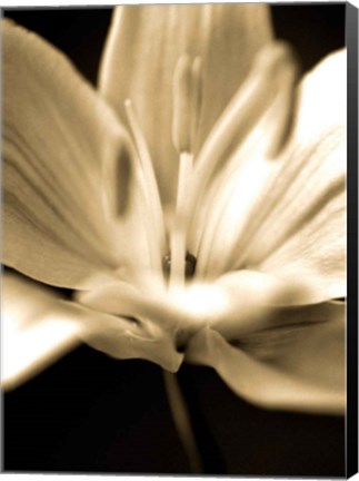 Framed Radiance III Print