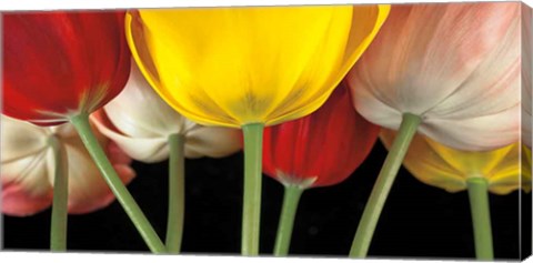 Framed Sunshine Tulips Print