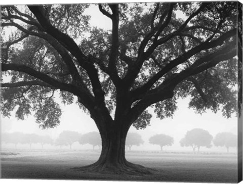 Framed Silhouette Oak Print