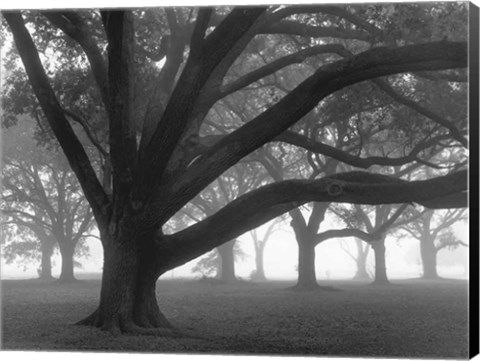 Framed Oak Grove in Fog (black &amp; white) Print