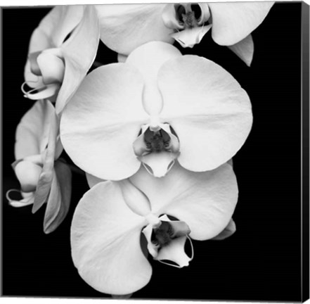 Framed Orchid Portrait I Print