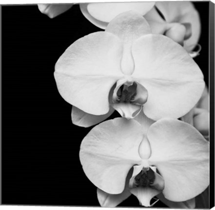 Framed Orchid Portrait II Print