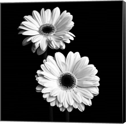 Framed Gerbera Portrait I Print