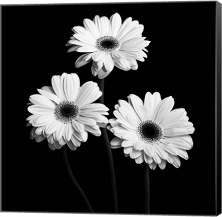 Framed Gerbera Portrait II Print