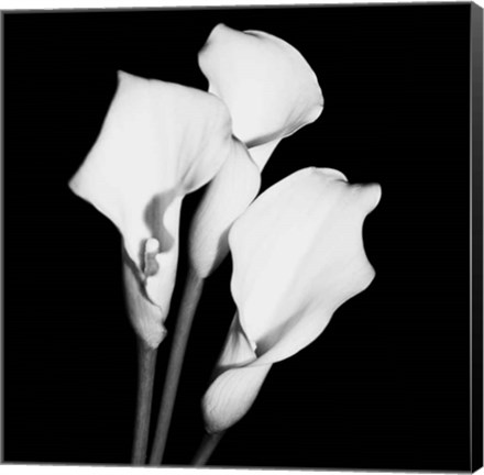 Framed Calla Portrait II Print