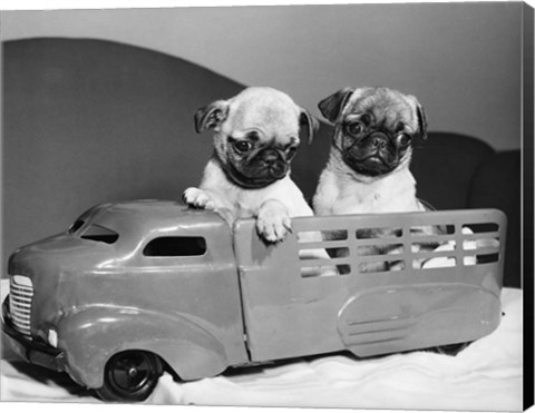 Framed Pug Puppies Sitting In Back Of Toy Truck Print