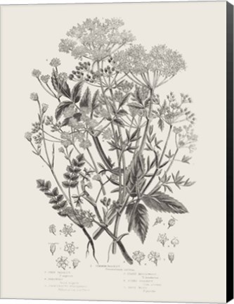 Framed Flowering Plants I Neutral Print