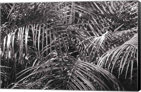 Framed Tropical Fronds BW Print