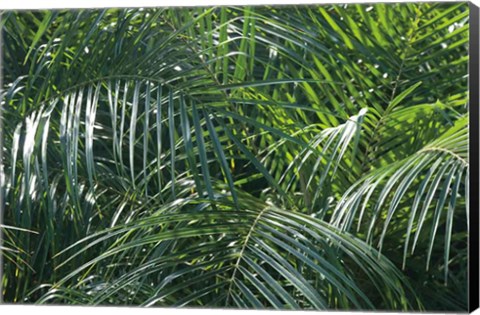 Framed Tropical Fronds Print