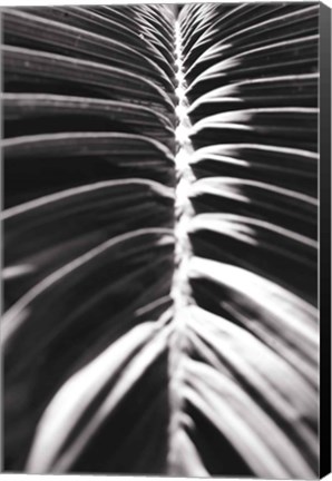 Framed Palm Detail II BW Print