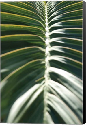 Framed Palm Detail II Print