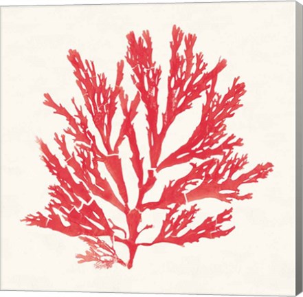 Framed Pacific Sea Mosses I Red Print