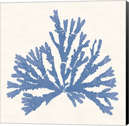 Framed Pacific Sea Mosses IV Light Blue Print