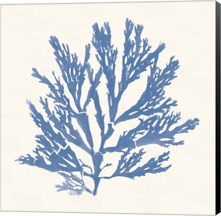 Framed Pacific Sea Mosses I Light Blue Print