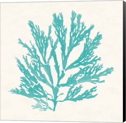 Framed Pacific Sea Mosses I Aqua Print