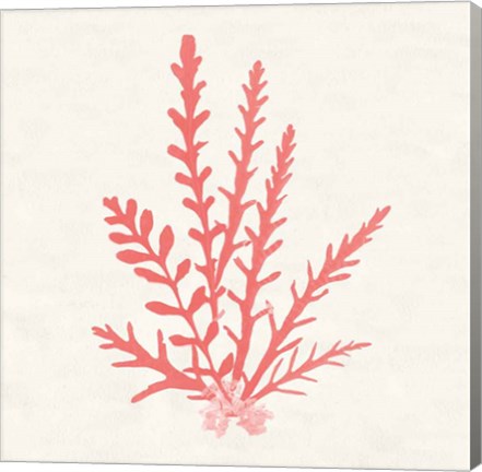 Framed Pacific Sea Mosses III Coral Print