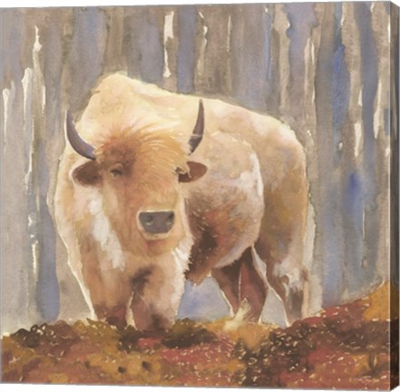 Framed White Buffalo Print