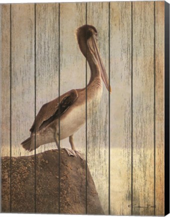 Framed Vintage Pelican II Print