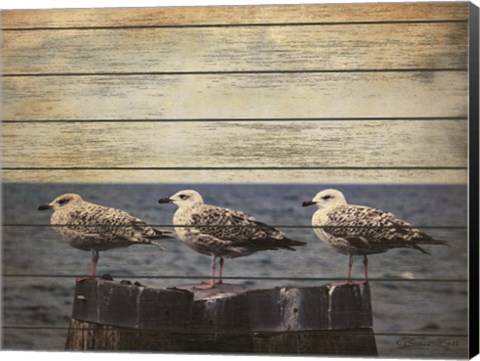 Framed Vintage Seagulls Print