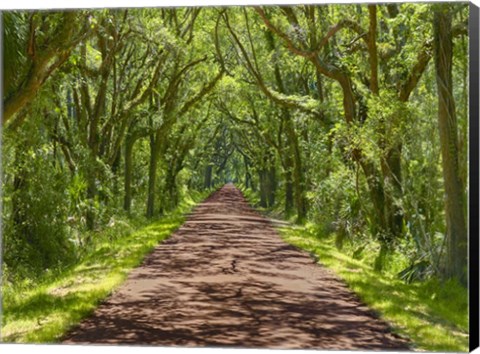 Framed Country Road Photo IV Print