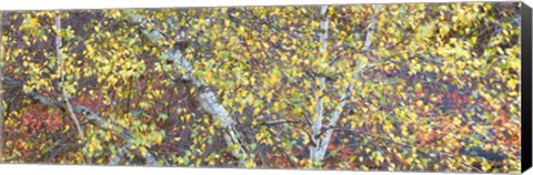Framed Tree Panorama IV Print