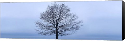 Framed Tree Panorama VI Print