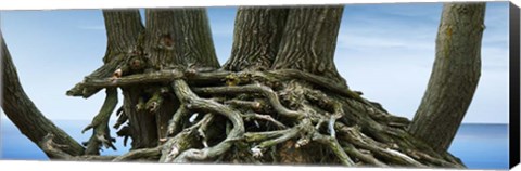 Framed Tree Panorama VII Print