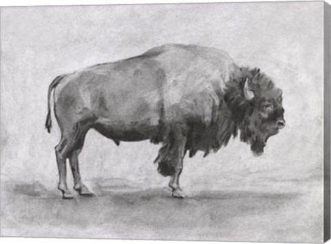 Framed Wild Bison Study I Print