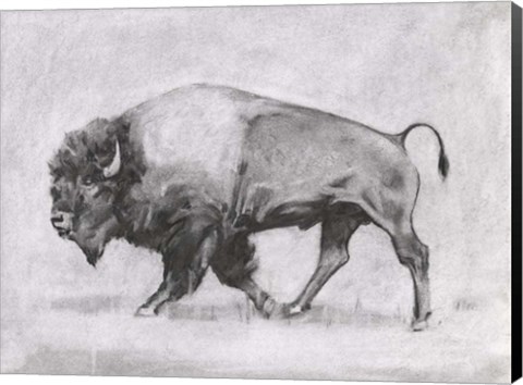 Framed Wild Bison Study II Print