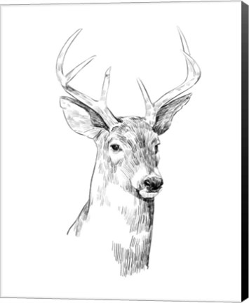 Framed Young Buck Sketch I Print