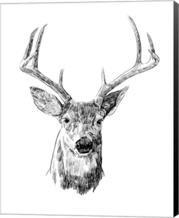 Framed Young Buck Sketch III Print