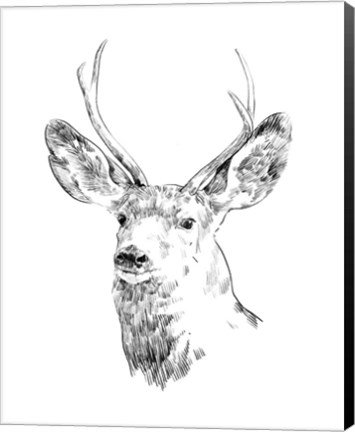 Framed Young Buck Sketch IV Print