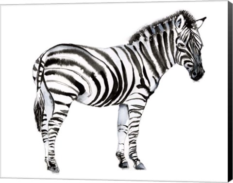 Framed Standing Zebra I Print