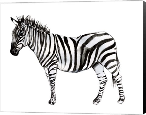 Framed Standing Zebra II Print